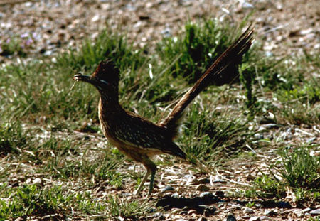 Road Runner