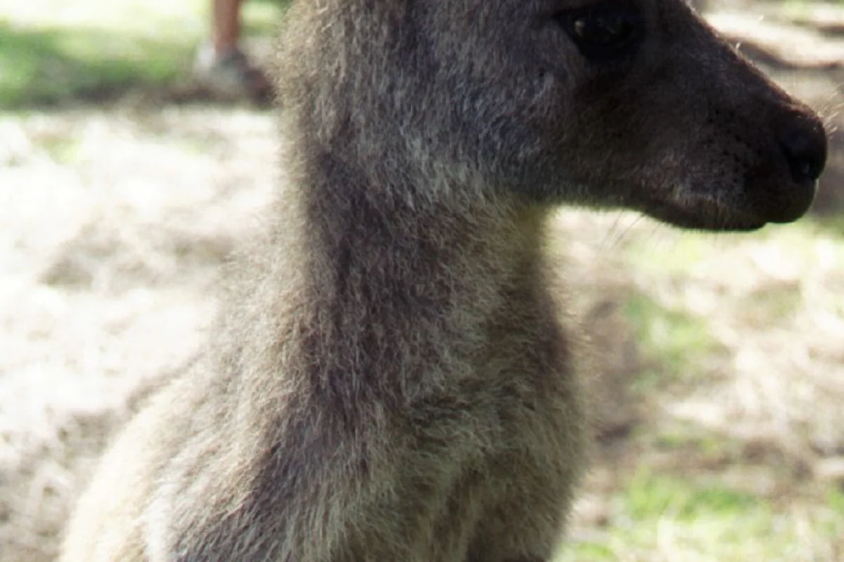 Kangaroo